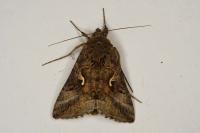 Autographa gamma
