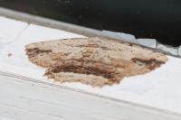 Menophra abruptaria