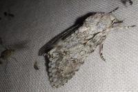 Acronicta aceris