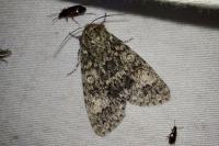 Acronicta megacephala