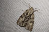 Acronicta strigosa