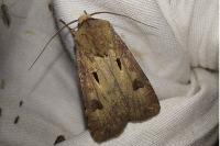 Agrotis exclamationis exclamationis