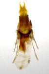 Brachylomia viminalis