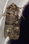 Brachylomia viminalis