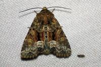Oligia versicolor