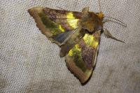 Diachrysia chrysitis