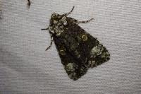 Craniophora ligustri