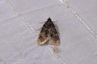 Aglossa caprealis
