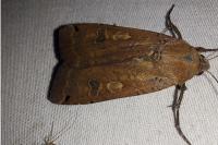 Noctua pronuba
