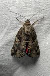 Catocala sponsa