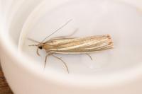 Crambus perlellus