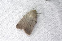 Caradrina aspersa