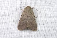 Caradrina aspersa