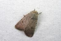 Caradrina aspersa