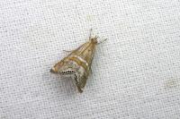 Euchromius bella