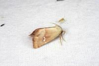 Haemerosia renalis