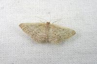 Idaea obsoletaria