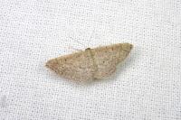 Idaea obsoletaria