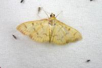 Patania balteata