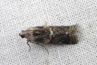 Glyptoteles leucacrinella