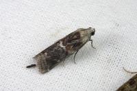 Glyptoteles leucacrinella