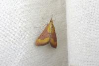 Pyrausta castalis