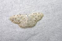 Scopula submutata roseonitens