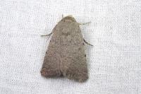 Caradrina aspersa