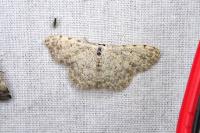 Scopula submutata roseonitens
