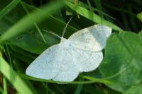 Cabera exanthemata