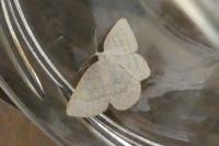 Cabera exanthemata