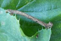 Peribatodes rhomboidaria rhomboidaria