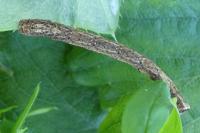 Peribatodes rhomboidaria rhomboidaria