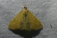 Ostrinia nubilalis