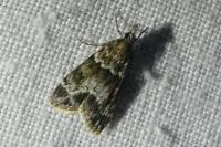 Eudonia mercurella