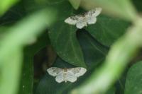 Idaea rusticata