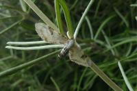 Eupithecia centaureata