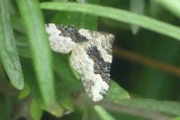 Epirrhoe galiata