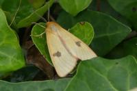 Diacrisia sannio