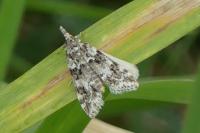Scoparia