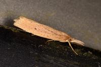 Chilo phragmitellus