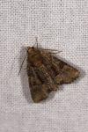 Oligia