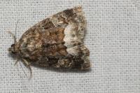 Deltote pygarga