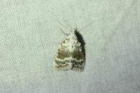Meganola albula