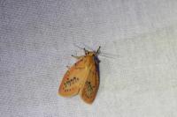 Miltochrista miniata