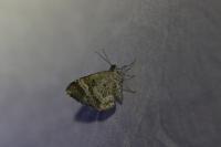 Epirrhoe alternata