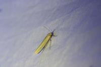 Eilema caniola