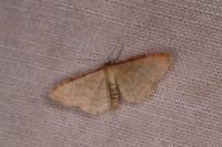 Idaea humiliata