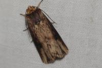 Axylia putris