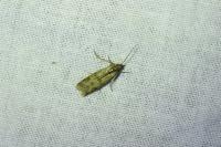 Homoeosoma sinuella